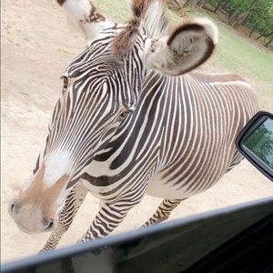 Meet your Posher, Sophie